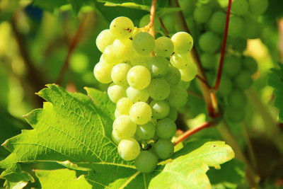 Jak zrobić wino z białych winogron - przepis
